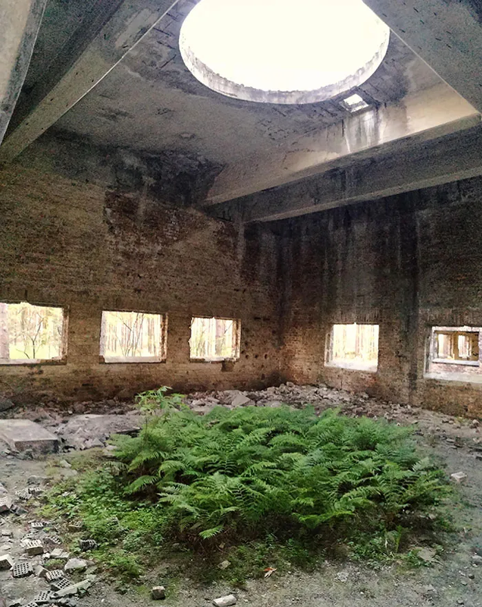 Fern Growing Under A Circular Roof Hole