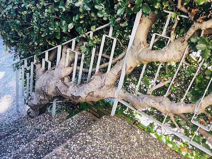 This Oak Tree Growing Through A Railing