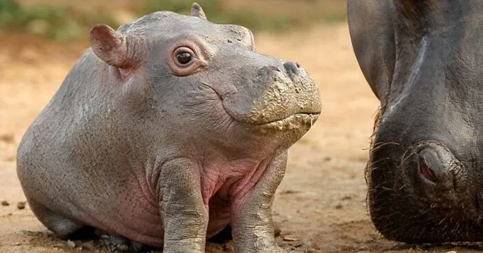 This Instagram Account Shows What Animals Would Look Like Without Necks (32 Pics)