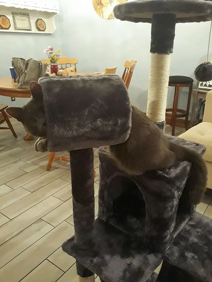 Compré una torre para gatos que resultó ser mucho más pequeña de lo esperado. Trevor sigue intentando ser agradecido a pesar de ello