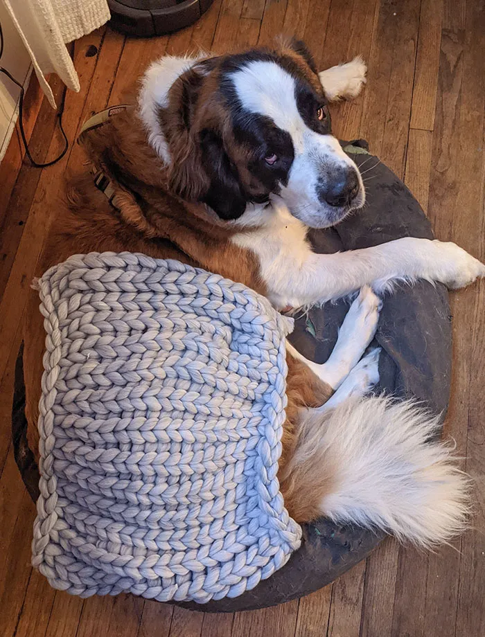 Mother-In-Law Bought My Wife A Cozy Blanket From China. Dog For Scale