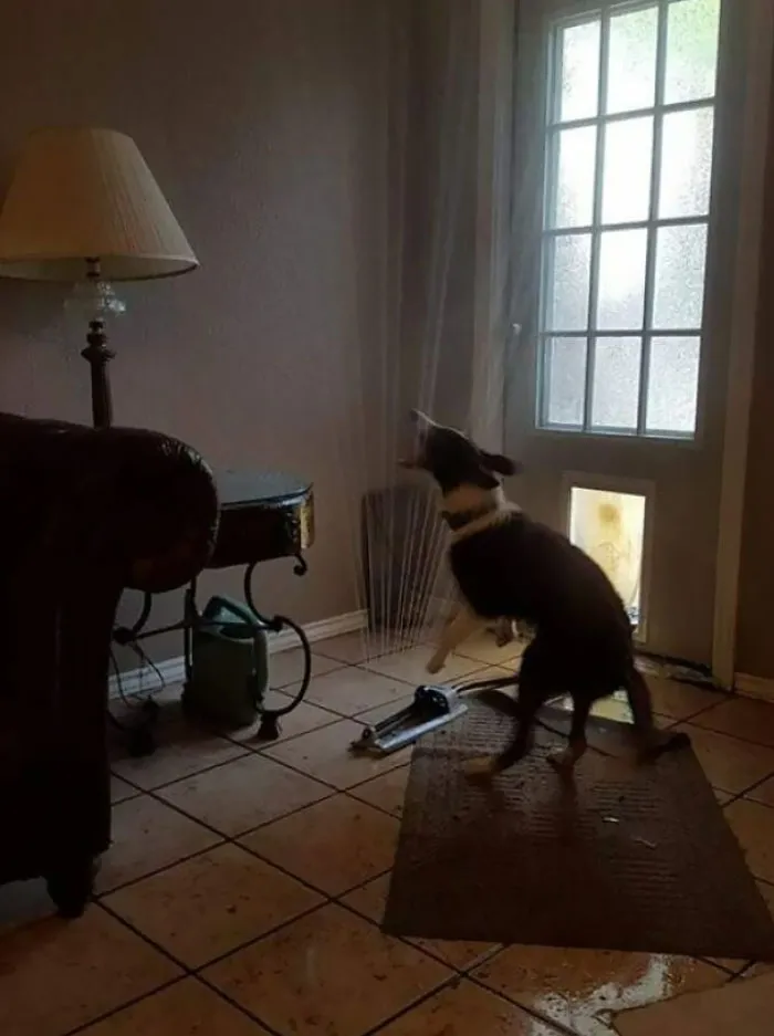 Friend Of A Friend's Pooch Dragged The Sprinkler In Through The Doggy Door
