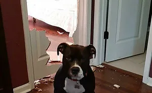 50 Animals Who Decided To Destroy Something Just Because They Can And Got Caught Red-Handed