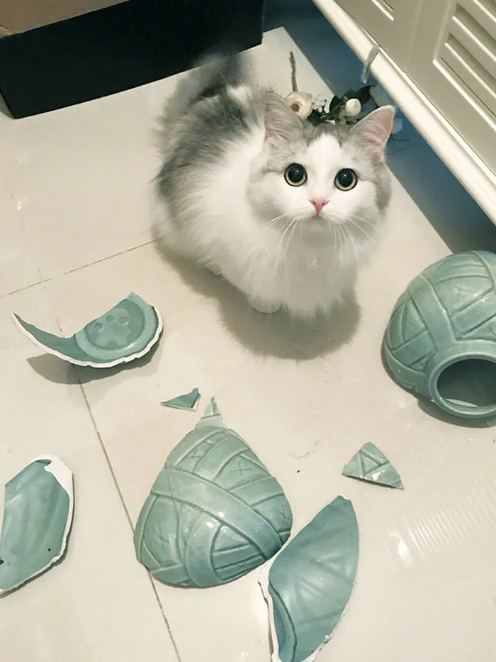 He Looks So Innocent You'd Think The Vase Broke On Its Own