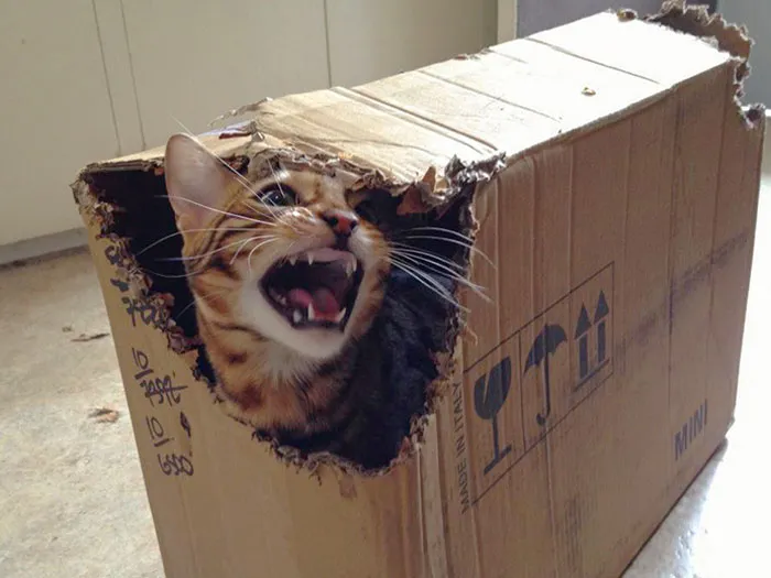 Bagel El Bengala, Destructor de Cajas