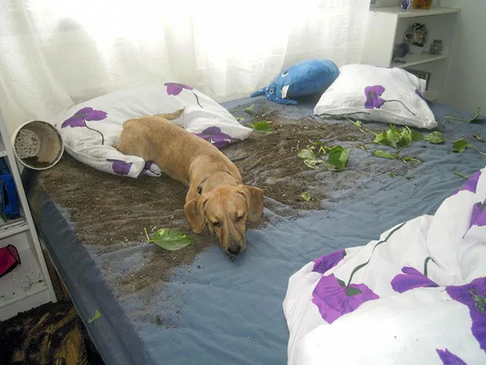 Encontré esta vieja foto de mi perro y me alegra que ya no haga cosas como esta