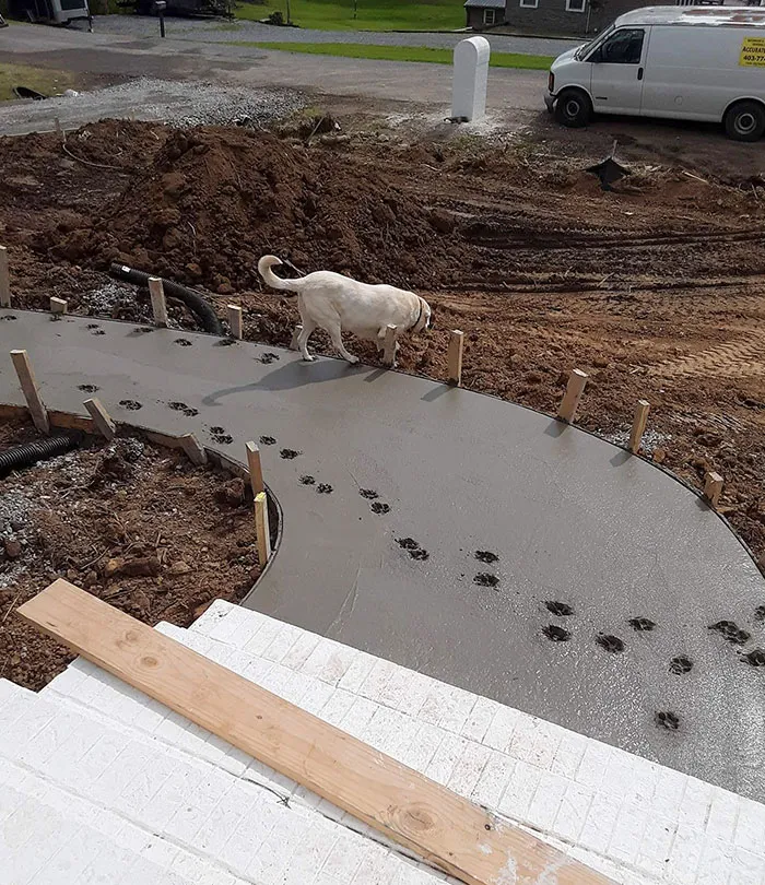 Good Boy Does A Bad