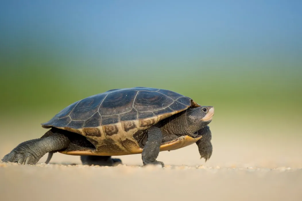 Tips For Choosing Turtle As A Pet