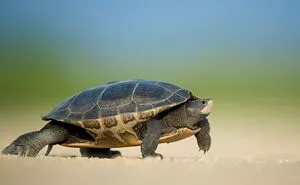 Tips For Choosing Turtle As A Pet