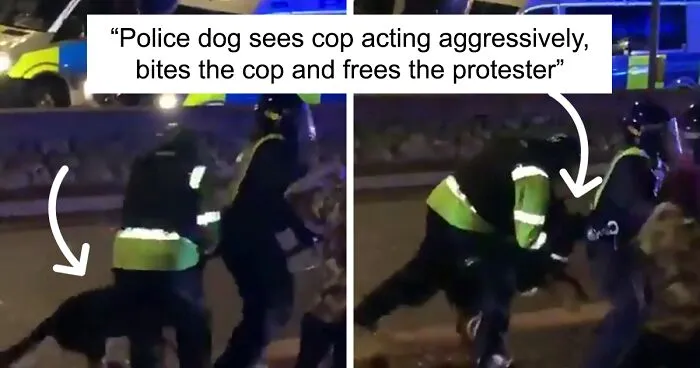 'He Did What He Was Taught': Police Dog Bites A Cop Who Brutalized A Protestor