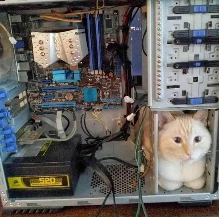 43 Gatos que se encuentran en lugares donde no deberían estar, y que nos hacen reír