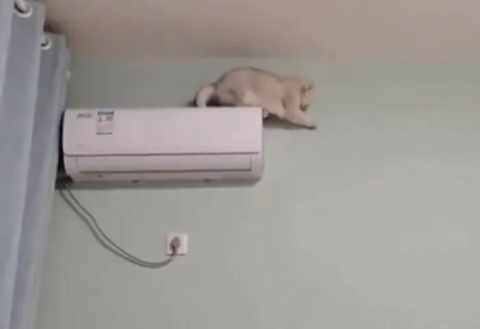 Places-Where-Cats-Shouldnt-Be