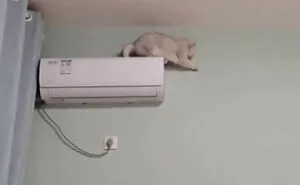 People Are Laughing At These 43 Cats Chilling In Places They Shouldn’t Be, Posted By This Twitter Account