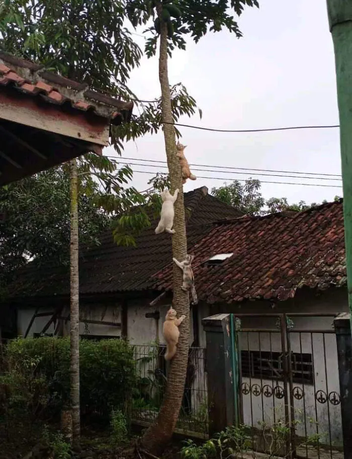 43 Gatos que se encuentran en lugares donde no deberían estar, y que nos hacen reír