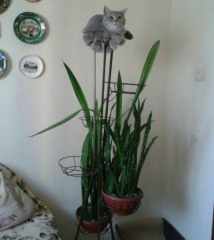 43 Gatos que se encuentran en lugares donde no deberían estar, y que nos hacen reír