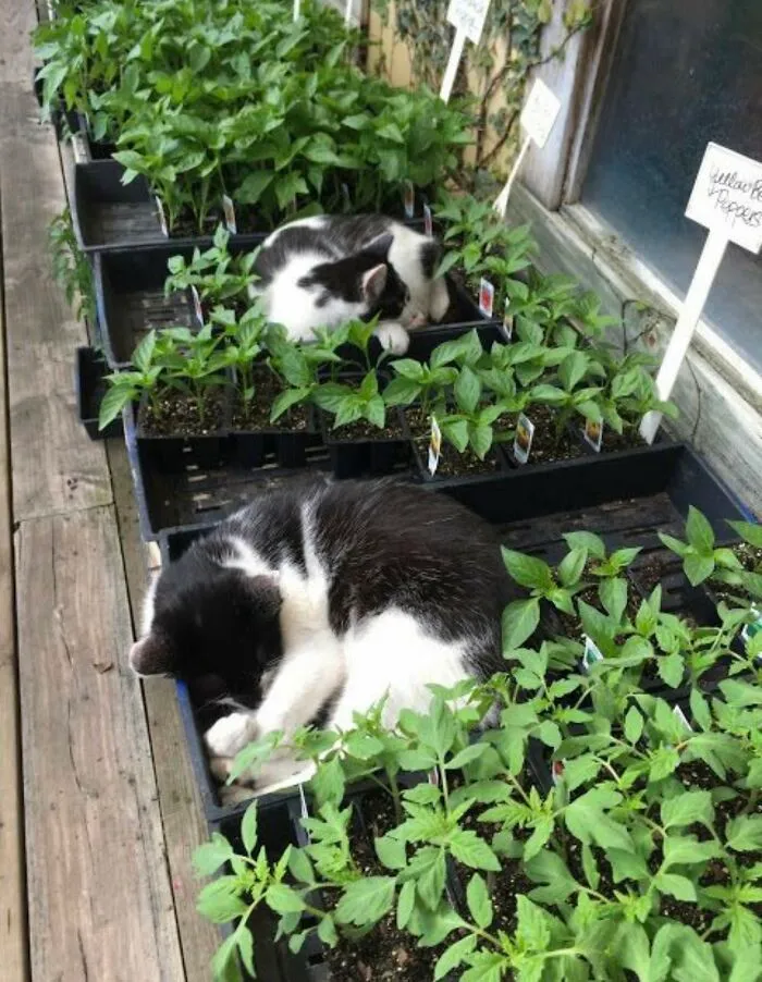 People Are Laughing At These 43 Cats Chilling In Places They Shouldn’t Be, Posted By This Twitter Account