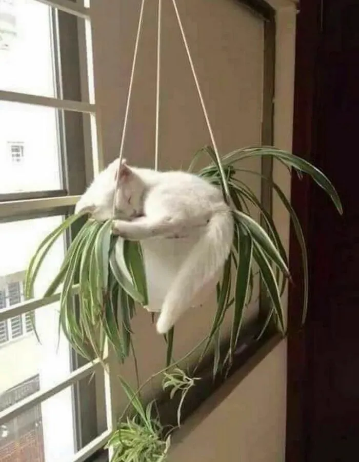 People Are Laughing At These 43 Cats Chilling In Places They Shouldn’t Be, Posted By This Twitter Account