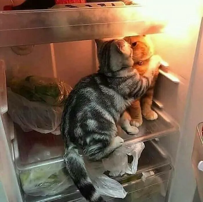 Places-Where-Cats-Shouldnt-Be