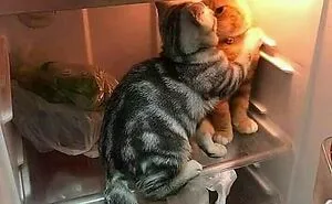 People Are Laughing At These 43 Cats Chilling In Places They Shouldn’t Be, Posted By This Twitter Account