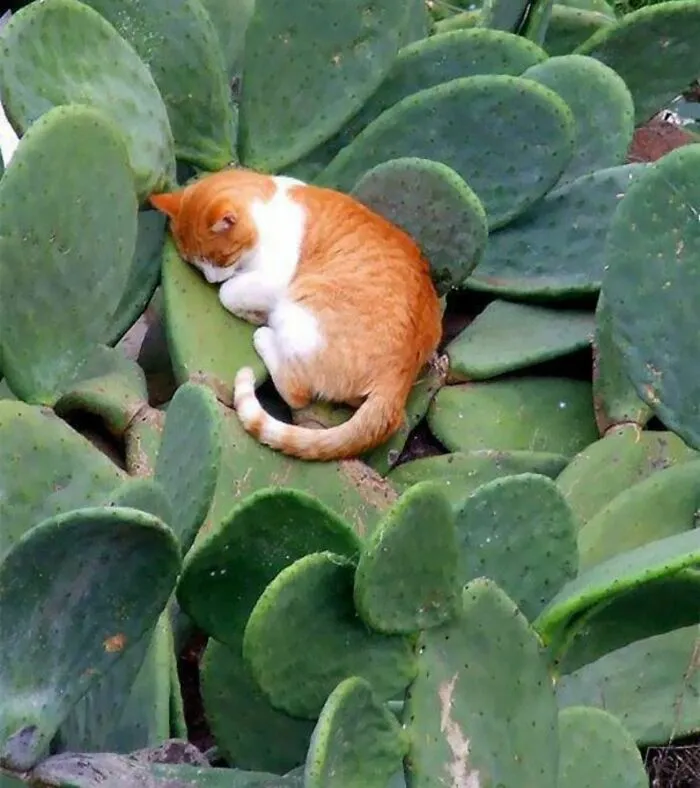 43 Gatos que se encuentran en lugares donde no deberían estar, y que nos hacen reír