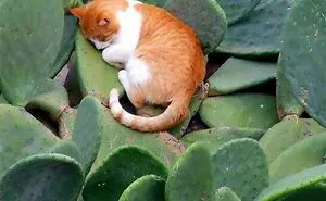 People Are Laughing At These 43 Cats Chilling In Places They Shouldn’t Be, Posted By This Twitter Account