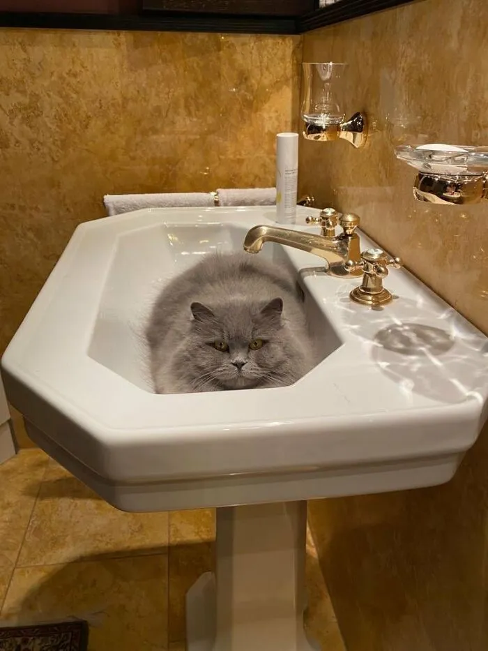 People Are Laughing At These 43 Cats Chilling In Places They Shouldn’t Be, Posted By This Twitter Account