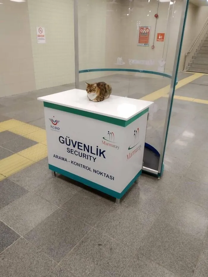 43 Gatos que se encuentran en lugares donde no deberían estar, y que nos hacen reír