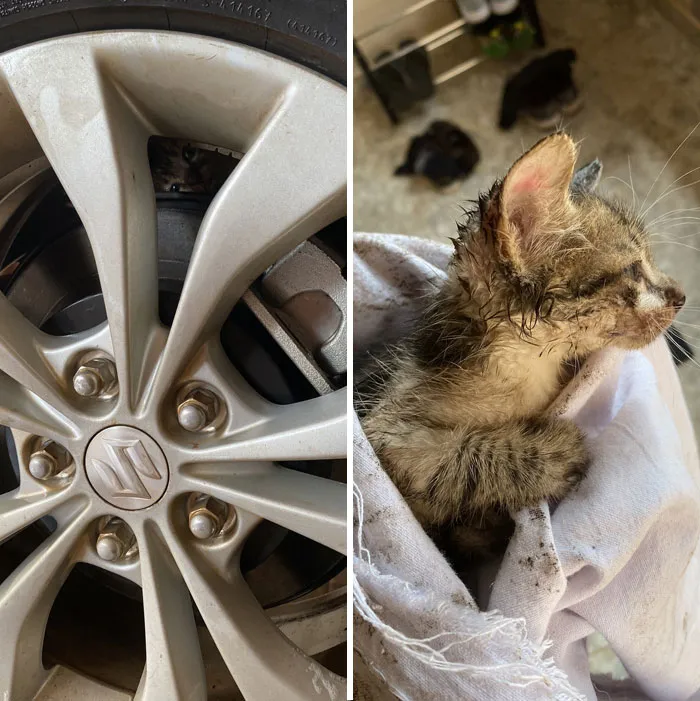People Are Laughing At These 43 Cats Chilling In Places They Shouldn’t Be, Posted By This Twitter Account