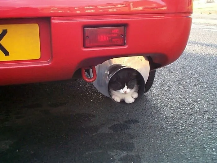 People Are Laughing At These 43 Cats Chilling In Places They Shouldn’t Be, Posted By This Twitter Account