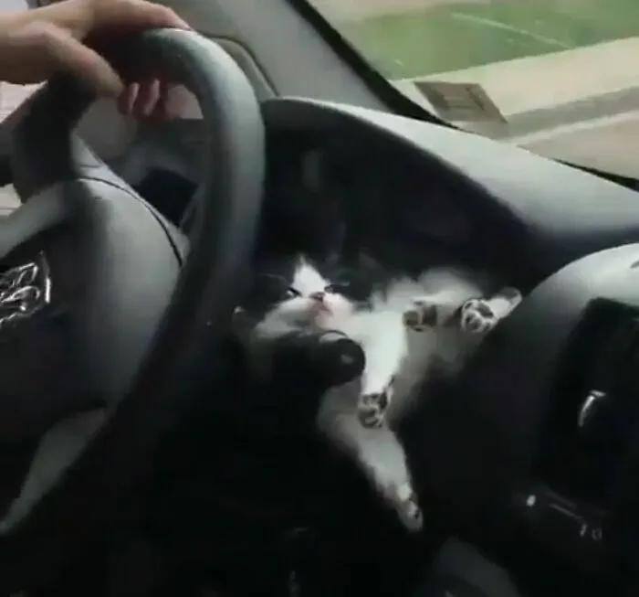 People Are Laughing At These 43 Cats Chilling In Places They Shouldn’t Be, Posted By This Twitter Account