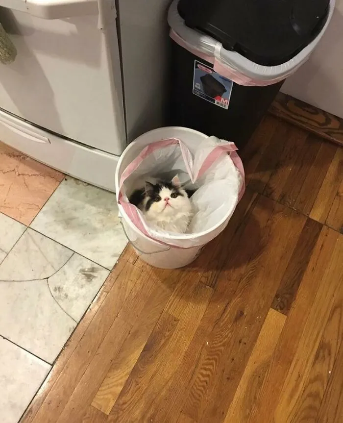 People Are Laughing At These 43 Cats Chilling In Places They Shouldn’t Be, Posted By This Twitter Account