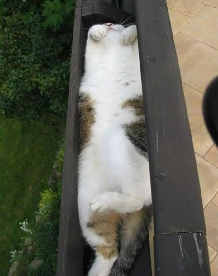 People Are Laughing At These 43 Cats Chilling In Places They Shouldn’t Be, Posted By This Twitter Account