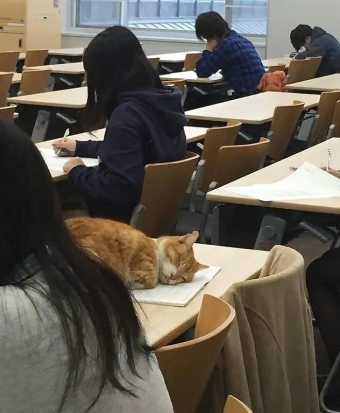 43 Gatos que se encuentran en lugares donde no deberían estar, y que nos hacen reír