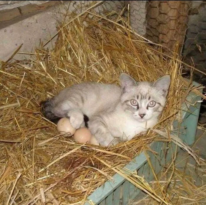 43 Gatos que se encuentran en lugares donde no deberían estar, y que nos hacen reír