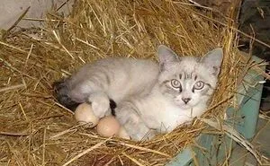 People Are Laughing At These 43 Cats Chilling In Places They Shouldn’t Be, Posted By This Twitter Account