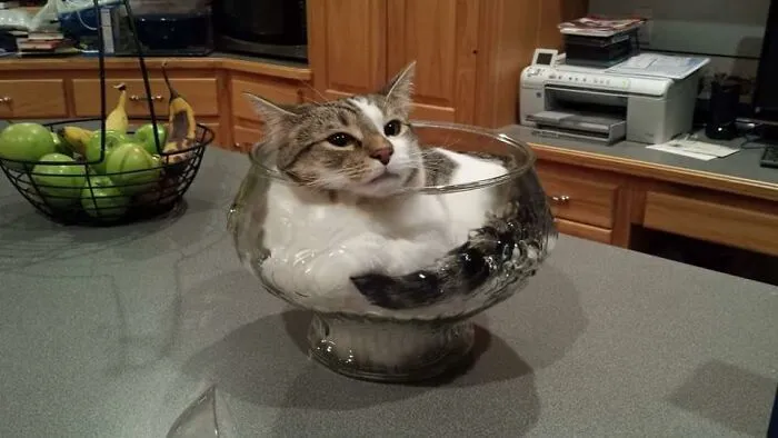 People Are Laughing At These 43 Cats Chilling In Places They Shouldn’t Be, Posted By This Twitter Account