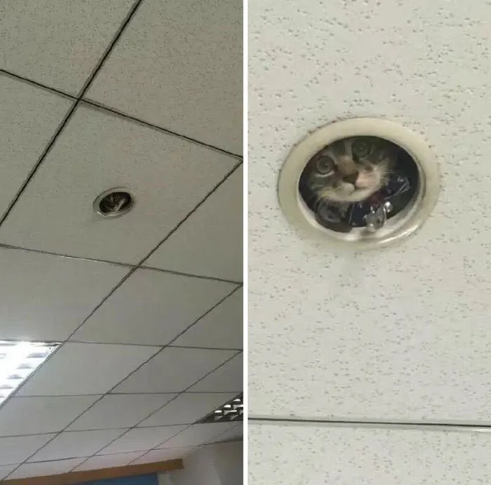 43 Gatos que se encuentran en lugares donde no deberían estar, y que nos hacen reír