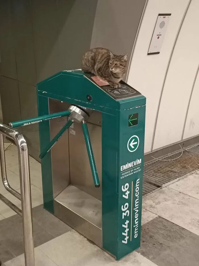 People Are Laughing At These 43 Cats Chilling In Places They Shouldn’t Be, Posted By This Twitter Account