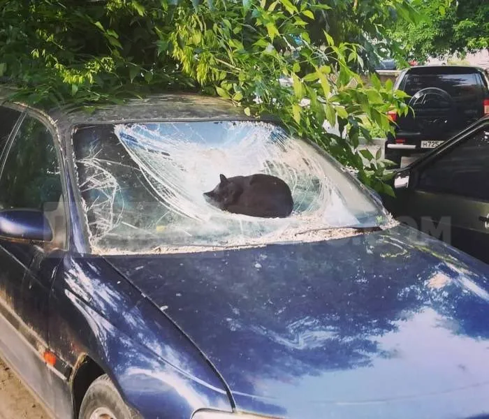 43 Gatos que se encuentran en lugares donde no deberían estar, y que nos hacen reír