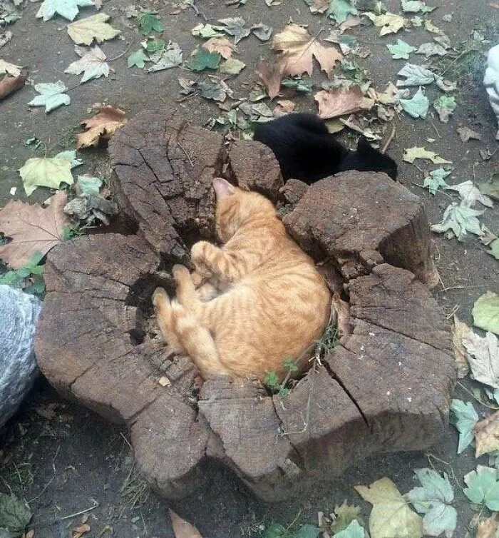 43 Gatos que se encuentran en lugares donde no deberían estar, y que nos hacen reír