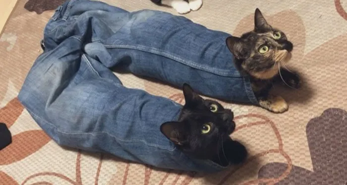 43 Gatos que se encuentran en lugares donde no deberían estar, y que nos hacen reír