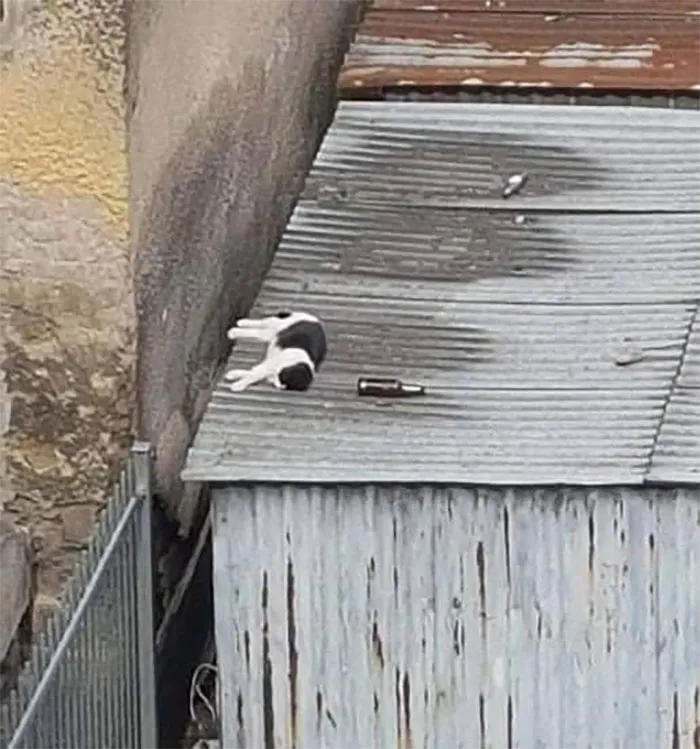 Places-Where-Cats-Shouldnt-Be