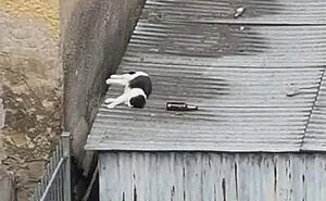 People Are Laughing At These 43 Cats Chilling In Places They Shouldn’t Be, Posted By This Twitter Account