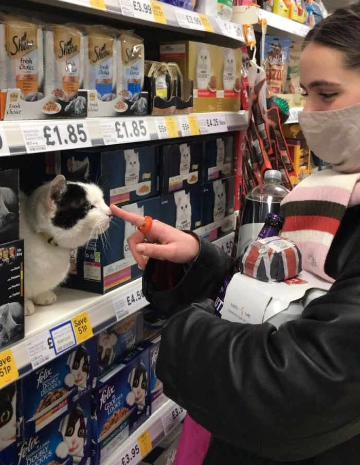 43 Gatos que se encuentran en lugares donde no deberían estar, y que nos hacen reír