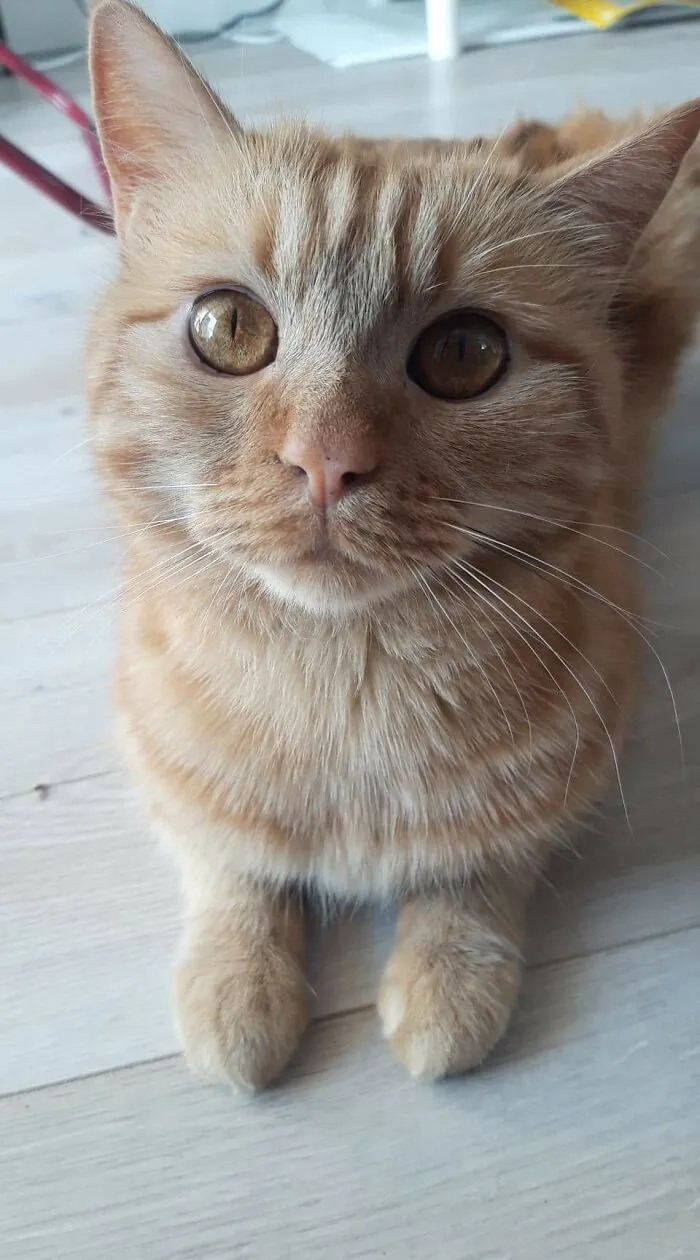 Sooty In Estonia