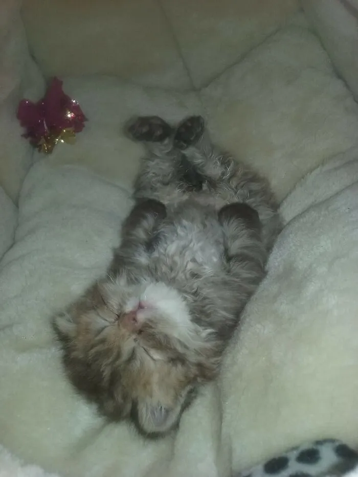 My Chewy, 3 Weeks Old ❤️