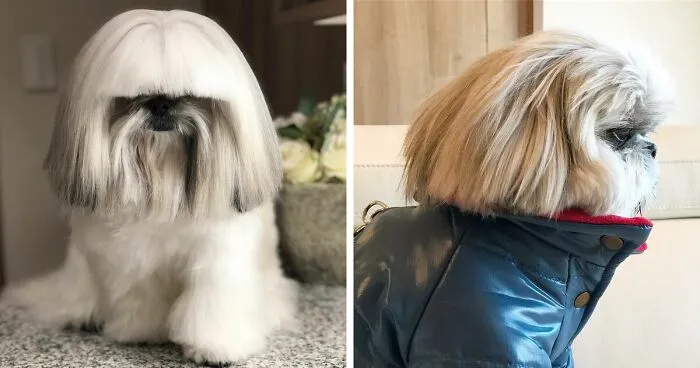 This Instagram-Famous Dog Fashionista Looks Like A Pop Star (47 Pics)