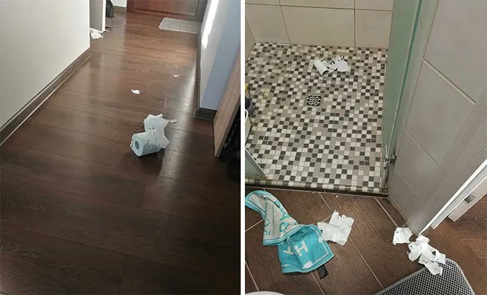 My Cat Destroyed A Valuable Currency In Today's World