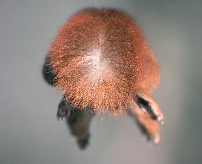 I've Been Photographing Red Squirrels For 6 Years, Here Are My 19 Photos To Show How Acrobatic They Really Are