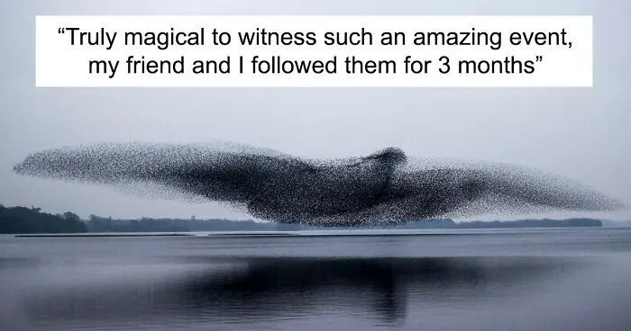 After Following Starlings For 3 Months, This Irish Photographer Captures An Incredible Murmuration In The Shape Of A Huge Bird